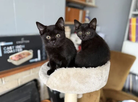 Black British Shorthair Kittens