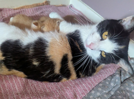 3 beautiful little kittens
