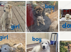 3 puppies for sale 6 have already found homes.