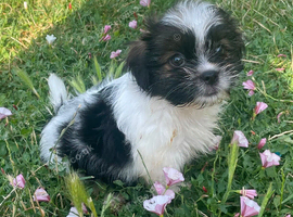 Shih Tzu cross Yorkshire