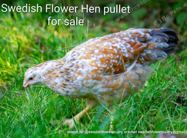 SWEDISH FLOWER HEN - VARIOUS PULLETS - RARE LANDRACE BREED