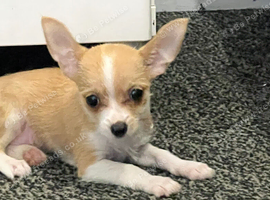 Chorkie for sale