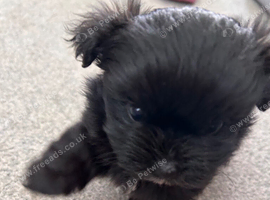 Pomeranian X Maltese