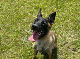 KC registered NVBK belgian malinois