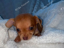 Chihuahua 1 girl and 1 boy