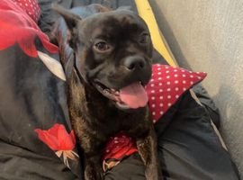 Staff x frenchy experienced home only