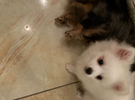 Pomeranian boy