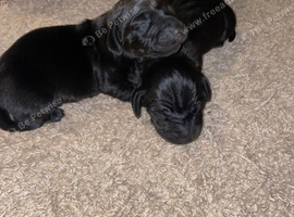 Miniature dachshund puppy