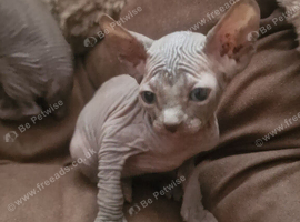 Sphinx Canadian