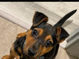 Jack russle