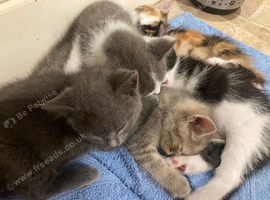 Beautiful part blue British shorthair kittens for sale