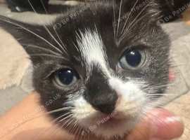 Kitten