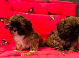 Lhasa apso/shih tzu