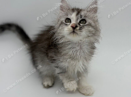 11 week old Maine coon kittens for sale
