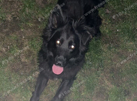 5 German Shepard puppies