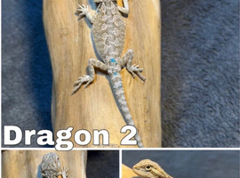 Bearded Dragons Ready To Reserve