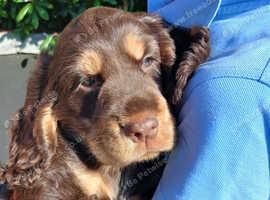 Show Cocker Spaniel
