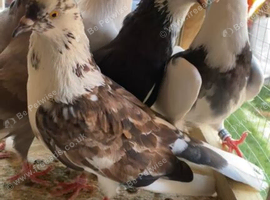 1 male 5 female