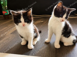 2 beautifull kittens looking for their forever homes