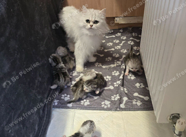 6 x persian x cross kittens