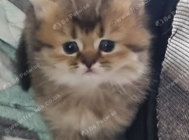 British Semi Haired Kittens
