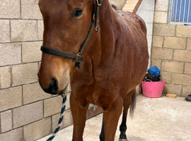 3yo thoroughbred gelding