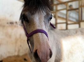 Sweet Welsh Filly