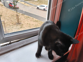 Beautiful Bombay young Cat needs a good home with outdoor space