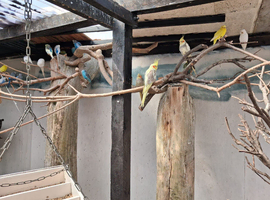 All aviary birds wanted, I will buy all birds if you are giving up keeping birds.