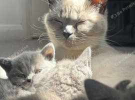Blue British shorthair