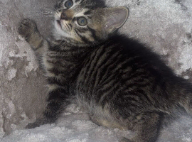 kittens looking for forever home