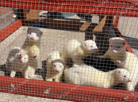Ferret kits available