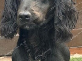 Cocker spaniel