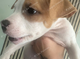 Beautiful Female puppy