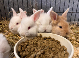 Mini lop/mini lion lop baby rabbits
