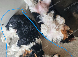 Mini size 2 boys Pure breed Yorkshire Terrier Puppies