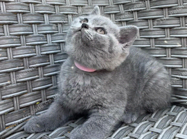GCCF Blue British Short Hair Kittens