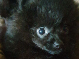 Very loving black pomeranian house trained baby boy