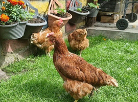 Chicken hens