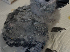 Baby African Grey Parrot