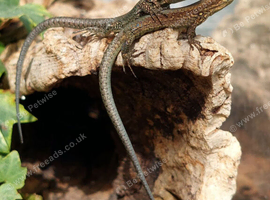 Common Wall Lizards - Podarcis muralis ssp brongniardii (het melanistic)