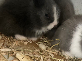 double lionhead baby rabbits