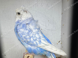 Helicopter budgie cock