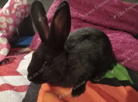 9wk old black boy