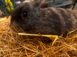 Baby rabbits ready to go