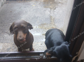 Dachsund sisters