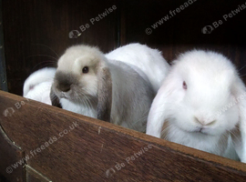 Dwarf lop youngsters for sale