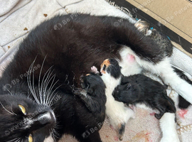 KITTENS LOOKING FOR THEIR FOREVER HOMES