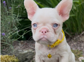 Blue eyed pink frenchies