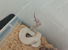 5 foot enclosure